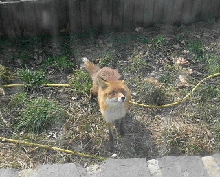 Fuchs im Garten